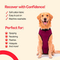 BellyGuard Dog Surgery Recovery Suit, Male Female After Spay Neuter Onesie