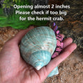 2pcs Large Hermit Crab Shells, Turbo Seashell, Teal Green Conch, L+XL