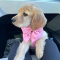 Nude Pink Dog Collar with Cute Bow Tie for Small Girl Boy Dogs