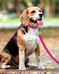 Taglory Reflective Dog Leash for Small Dogs, 3/4in x 4ft, Hot Pink