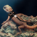 Gosknor Bearded Dragon Harness and Leash Set, 3 Sizes Super Leather Harnesses with Retractable Leash for Reptile Walking