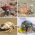21PCS Hermit Crab Shells 1.3"-3.2", Growth Turbo Seashells