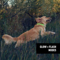 Nite Ize NiteHowl Rechargeable LED Safety Necklace - Dog Light for Dog-Walking Gear - Weather-Resistant Design - 5 Hours