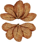 SunGrow Catappa Indian Almond Leaves, 7-8 Inches,10 Catappa Leaves for Betta Fish, Aquarium Water Conditioner, Tank Deco