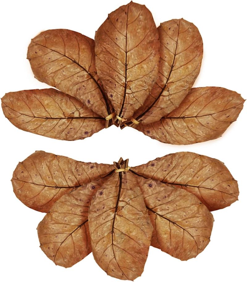 SunGrow Catappa Indian Almond Leaves, 7-8 Inches,10 Catappa Leaves for Betta Fish, Aquarium Water Conditioner, Tank Deco