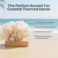 White Sea Coral | 4-5" Lace Coral Pocillopora Damicornis | Plus Free Nautical eBook by Joseph Rains