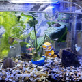 YISZM 5lbs Aquarium Gravel, 1/4" Fish Tank Gravel Natural River Rocks