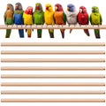 Sintuff 8 Pcs Bird Perches for Cage Accessories, Wooden Perch Rods Replacement with Double Head Slots, 0.6 Inch Diameter Natural Wood Stand for Parrot Macaw Cockatoo Parakeet (18 Inches)
