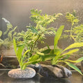 6 Pcs Natural River Stone Plant Weights for Aquarium, Pebble Aquatic Plants Fixed Ring, Aquarium Plant Anchors, Unique S