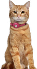 OOPSDOGGY Leather AirTag Cat Collar with Bell - Non Breakaway Kitten Collar with Apple Air Tag Holder - Lightweight GPS Pet Collars for Girl Boy Cats, Small Dogs, Puppies (Pink)