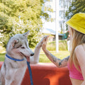 1TO3GO【Upgrade】 Adjustable Dog Training Collar with 4 Extra Links for Medium, Large and X-Large Dogs, Suitable for Dogs with Neck Sizes of 16 Inches or Larger (Seamless Ring-4 Extra Links)