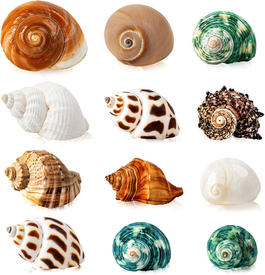12PCS Hermit Crab Shells 1.6"-3.2", Growth Turbo Seashells