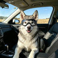 NAMSAN Clear Dog Goggles for Medium to Large Dogs, UV Protection Dog Sunglasses Large Breed, Driving Glasses for Dogs Stick Head Out Car Window, Windproof Dustproof, Adjustable, Transparent