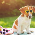 VioraWhite 6 Pcs Pet Heart Sunglasses Summer Cute Pet Dog Sunglasses Retro Small Cat Glasses Photos Props Dolls Glasses 