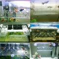 Tfwadmx Fish Breeding Box, 3 Rooms HD Aquarium Breeder Box with Suction Cups Hatchery Acrylic Fish Incubator Isolation w
