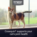 Nutramax Cosequin Joint Health Supplement for Cats - With Glucosamine and Chondroitin, 80 Capsules (Pack of 2)