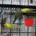 ORIBUKI Cage Cups Birds Feeders Seed Bowl Chicken Feeding Watering Dish Rabbit Water Food Hanging Wire Cages Box 8oz Coop Cups for Pet Parrot Parakeet Gamefowl Poultry Pigeon (10PCS Red)