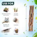 SubstrateSource Natural Cholla Wood - Driftwood for Aquariums, Air Plant Base, Hermit Crab and Freshwater Shrimp Hideout