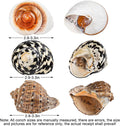 QICQDRAM 3PCS Hermit Crab Shells 2.9~3.3'' Large Seashells 1.2~2'' Opening