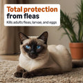 Amazon Basics Topical Flea Treatment for Medium Cats (5-9 Pounds), 4 Count, Packaging May Vary