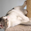 Cat Scratching Post - 3 Scratcher Posts with Carpeted Scratch Pad Base and Perch - Furniture Scratching Deterrent for In