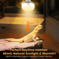 REPTITRIP Dual Reptile Light Fixture with 100W Daytime Heat Bulb & 100W Nighttime Ceramic Heat Emitter, 2 Independent Sw