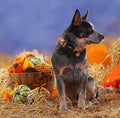 DOGWONG Fall Pumpkin Dog Collar- Design Fall Holiday Dog Collars Adjustable Halloween Pumpkin Sunflower Dog Collar for S