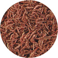 Hikari® Bio-Pure® Freeze-Dried Blood Worms, High-Protein FD Treats for Tropical Fish, 0.42 oz (12g)