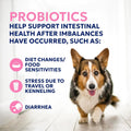 Nutramax Proviable Probiotics + Prebiotics for Dogs, Chewable Tablets, 60ct