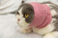 Cat Ear Protector No Scratch Wound Care Pink S