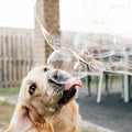 Puppy Love Bubbles, Peanut Butter & Bacon Scented Bubbles 4oz. Bottle-2 Pack Combo (1 Peanut Butter/1 Bacon) for Dogs