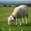 Goat Collars and Bells，Durable Nylon Adjustable Collar (Gradation)