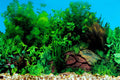 ELEBOX Fish Tank Stickers Wallpaper Seaweed Background Aquarium Background Decoration Water Plants Fish Tank Background 