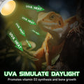 Reptile Heat Lamp Bulbs, UVA Reptile Heat Bulb 2 Pack, 40 Watt Heat Light Bulbs, Daylight Basking Spot Light for Lizard,