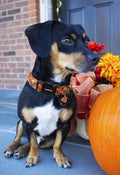 DOGWONG Fall Pumpkin Dog Collar- Design Fall Holiday Dog Collars Adjustable Halloween Pumpkin Sunflower Dog Collar for S