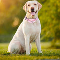 Martingale Collar for Dogs, No-Slip Escape Proof Choke No Pull Cinch Soft Nylon Dog Training Collars Adjustable for Smal