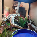 Amypet Large Snake Hides for Ball Pythons and Different Reptiles Durable Material Easy to Clean 16.5 x10.6 x 4.3inch (XX