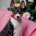 Abbylike Pet Rhinestone King Crown, Queen Crown for Birthday New Year Costume for Small Dog Cat Cosplay Party Accessories Adoption Celebration Wedding Birthday Photos Prop Costume(Pink,Small)