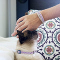 Pettsie Breakaway Cat Collar & Matching Friendship Bracelet – Adjustable, Soft Cotton Collar for Cats, Quick-Release Safety Buckle, Lightweight, Stylish, Anti-Lost ID Tag, Purple