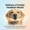 PupDose Dental Powder for Dogs, Fresh Breath & Oral Care Support for Daily Dog Dental Care-100G(1 Bottle)