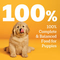 Pedigree Puppy Chopped Wet Dog Food, Chicken & Beef, 13.2 oz, 12 Count