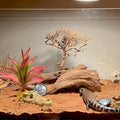 Woyrise Reptile Plants for Desert Terrarium,Habitat Decor,Succulent Plant