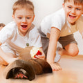SunGrow Hermit Crab Coconut Cave, Spacious Hide Interior Habitat Comfort Zone, Ascension Coco Shelter Tank Decor Utility