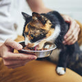 4 Pcs Stainless Steel Cat Bowls, 5.5 Inch Whisker Friendly Shallow Cat Food Bowls, Small Metal Pet Dish for Kittens and Indoor Cats, Basic Replacement Plates for Elevated Feeder Stands,Dishwasher Safe