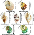 7-Pack Hermit Crab Shells, Size 2" to 2.8", Opening 0.6" to 1.8"