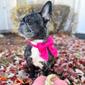 Hot Pink Dog Collar with Cute Bow Tie for Small Girl Boy Dogs