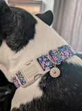 Lionet Paws Floral Dog Collar- Cute Spring Wildflowers Daisy Fleabane Dog Collars with Plastic Buckle,Light Adjustable D