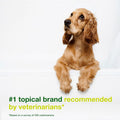 Douxo S3 SEB Shampoo, Contains 0.5% Ophytrium, Odor Control & Seboregulating, for Oily to Flaky Skin, Seborrhea, for Dogs and Cats, 6.7 fl. oz. (200mL)