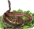 Canlierr 4 Pcs Reptile Vines Flexible Bendable Jungle Climbing Terrarium