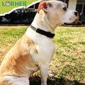 Martingale Collar for Dogs No-Pull Adjustable Training Collar with Stainless Steel Chain - Genuine Leather Anti-Slip Des